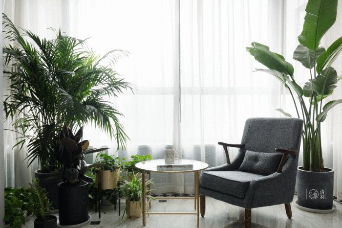 家居植物照片.gif